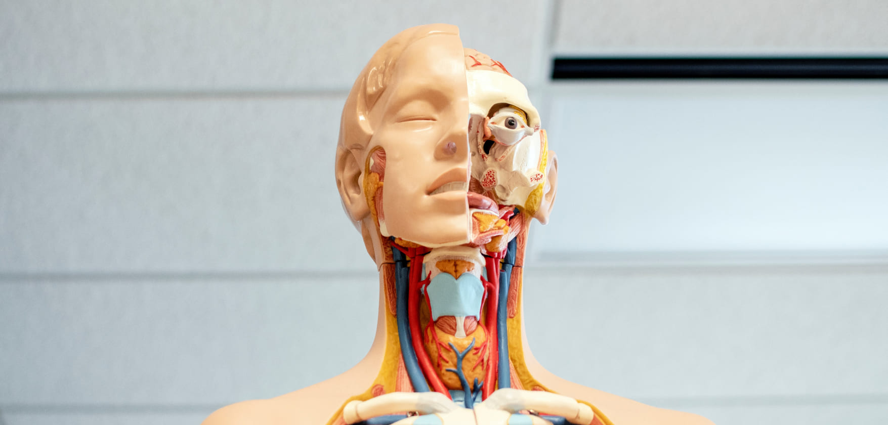 写真：顔から鎖骨あたりまでの人体模型